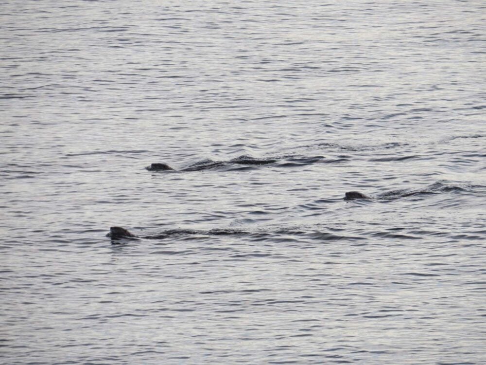 Sea Otters at Dinner Rock Rec Site