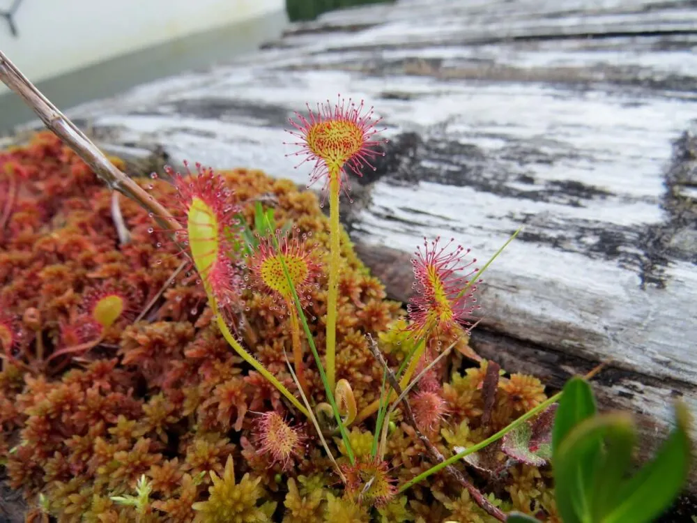 Close up of pink speckled carnivorous plants growing on the floating docks on the Powell Forest Canoe Route