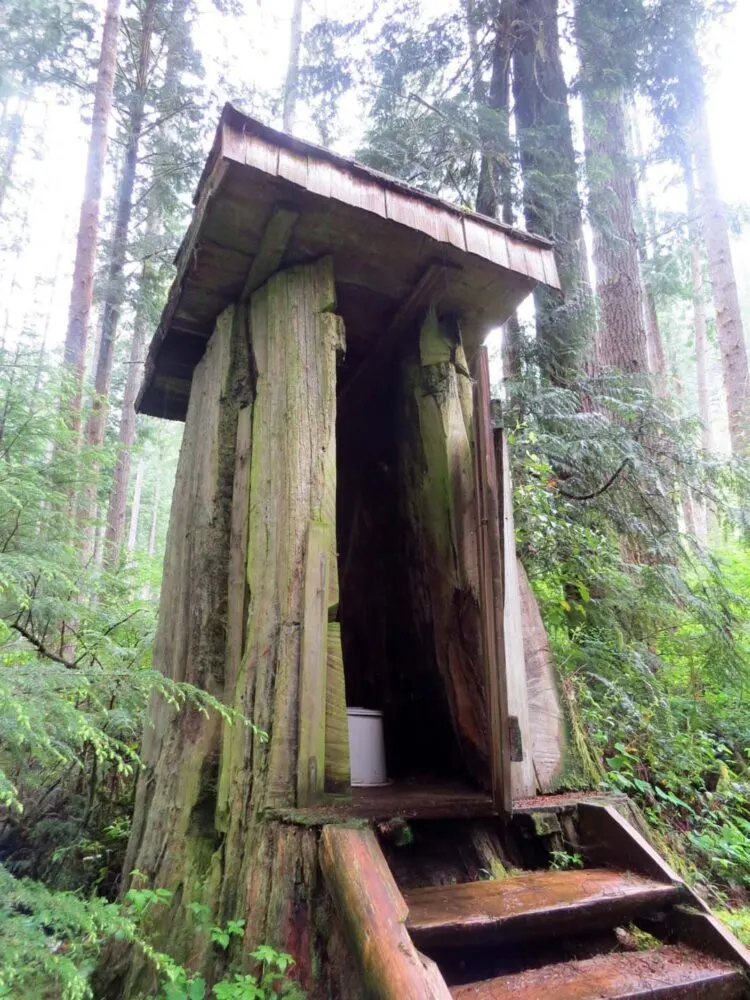 Looking up at outhouse at Windsor Lake, which is built into a wide tree