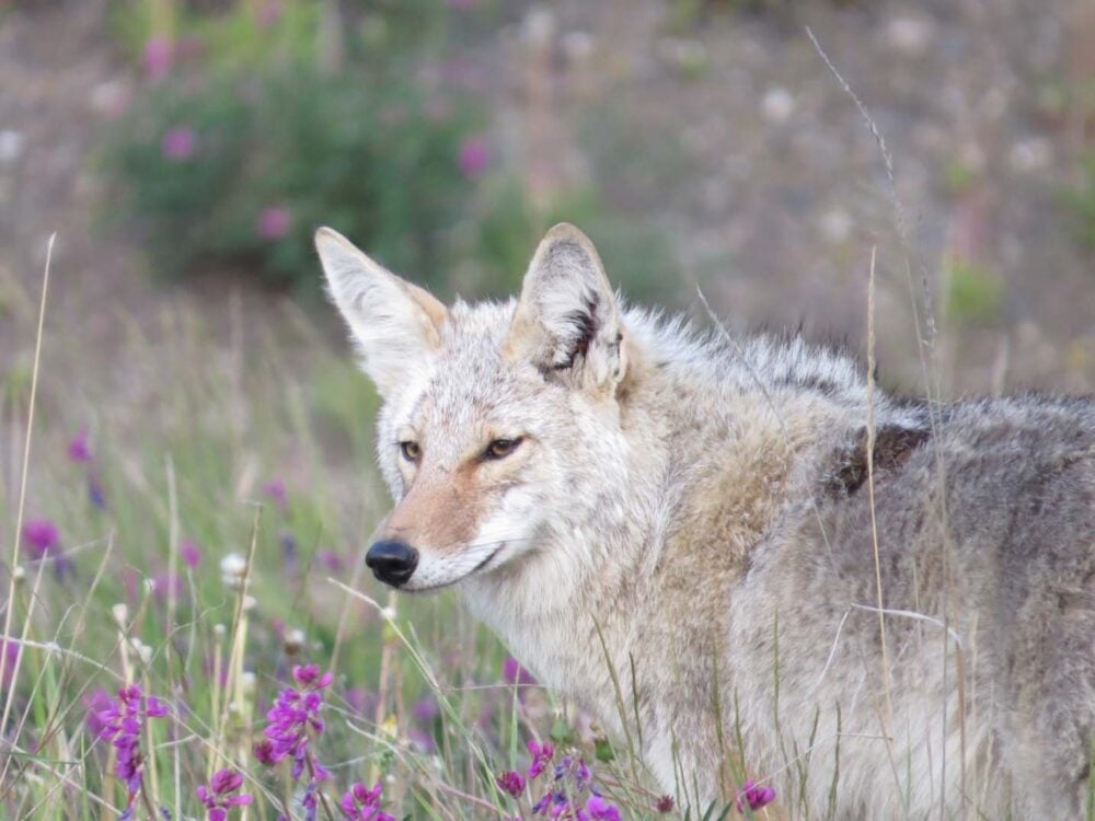 Close up of a coyote surrounded by purple flowers