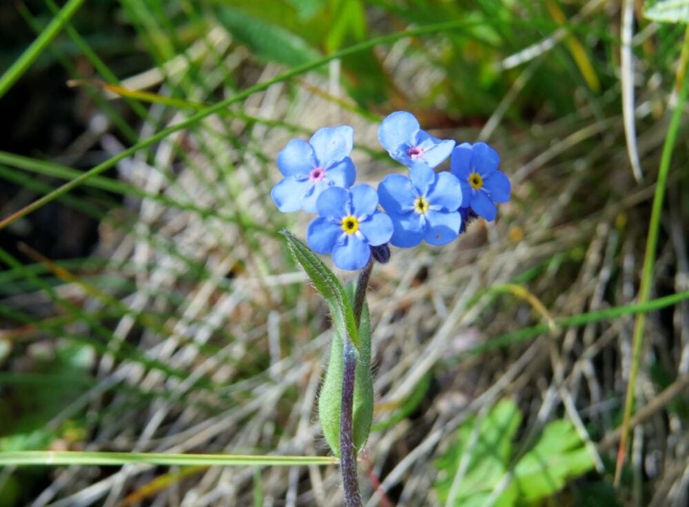 Blue flowers Rake Mountain hike Tombstone