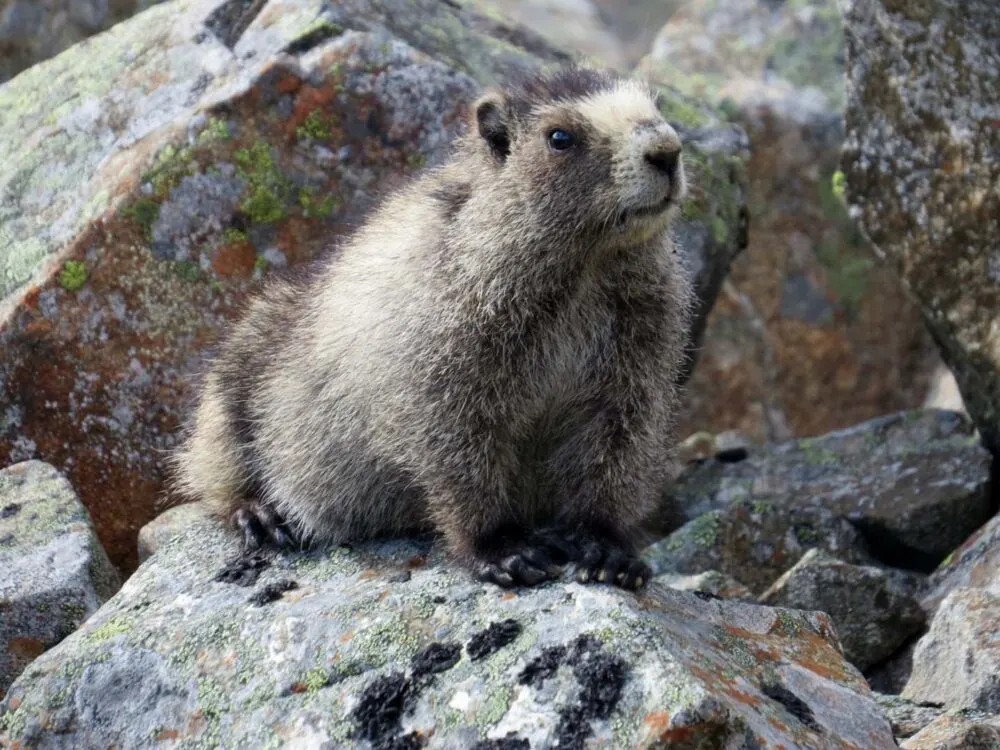 Marmot perched on a rock, Tombstone Territorial Park