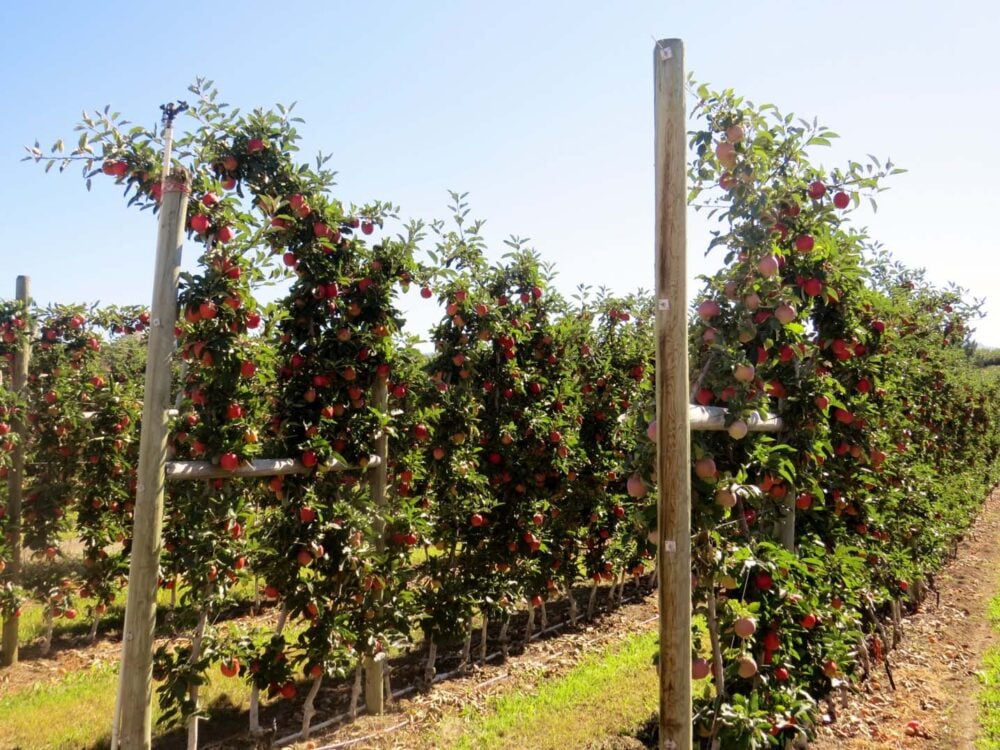 Rows of apples growing in Kelowna