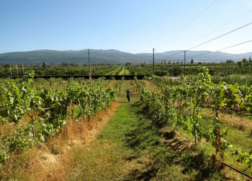 Vibrant Vine vineyards Kelowna Okanagan