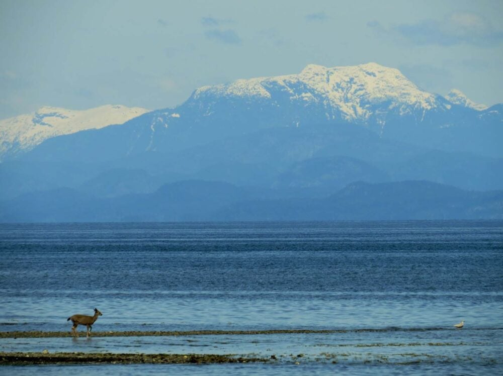 Deer on rocky beach, mountains in background