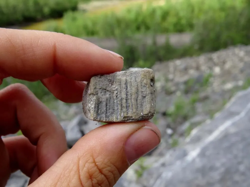 Piece of coral found at Engineer Creek