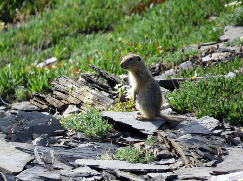 Ground squirrel perched on rocks