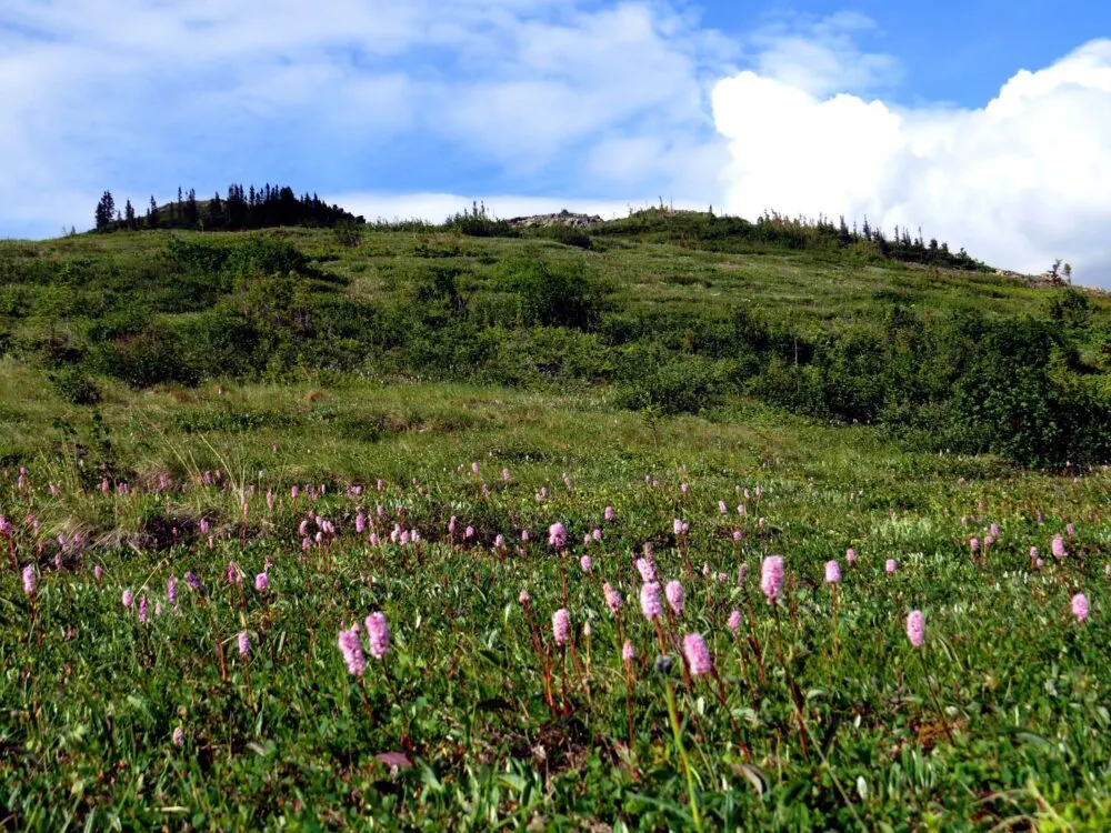 pink wildflowers dempster highway yukon