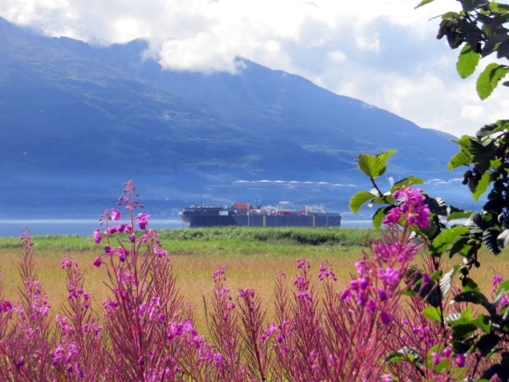 Purple flowers in foreground with mountains and oil tanker in background