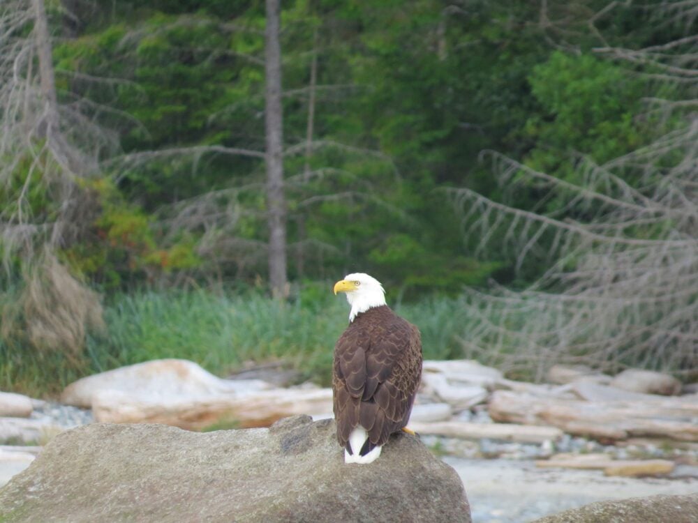 5 great reasons why you should visit Vancouver Island, Canada - bald eagle cortes island