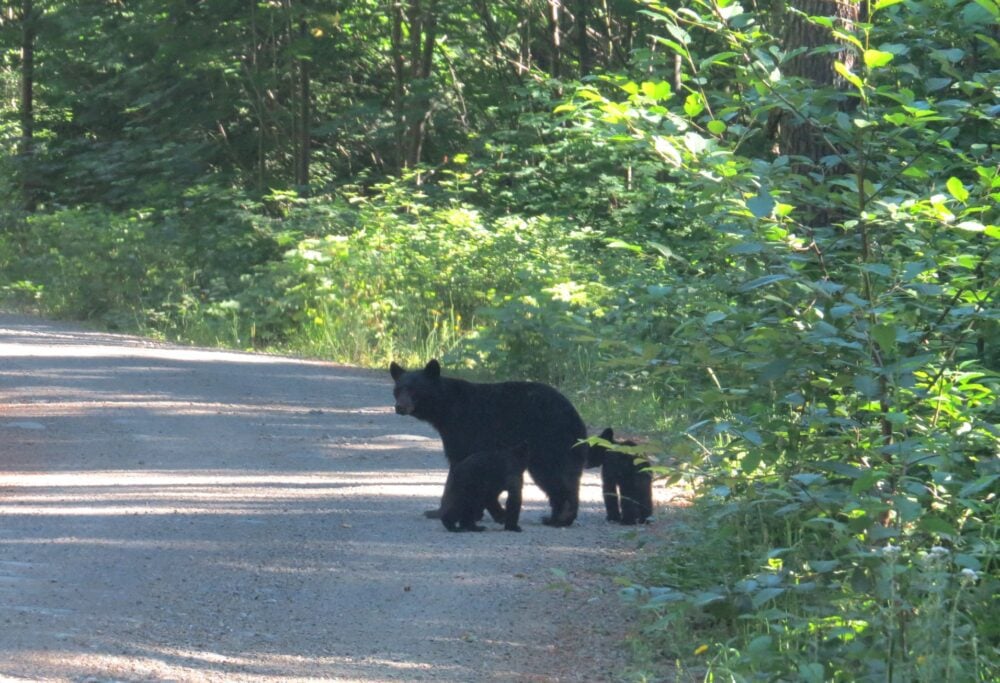 5 Reasons You Must Visit Vancouver Island, Canada - Black bears