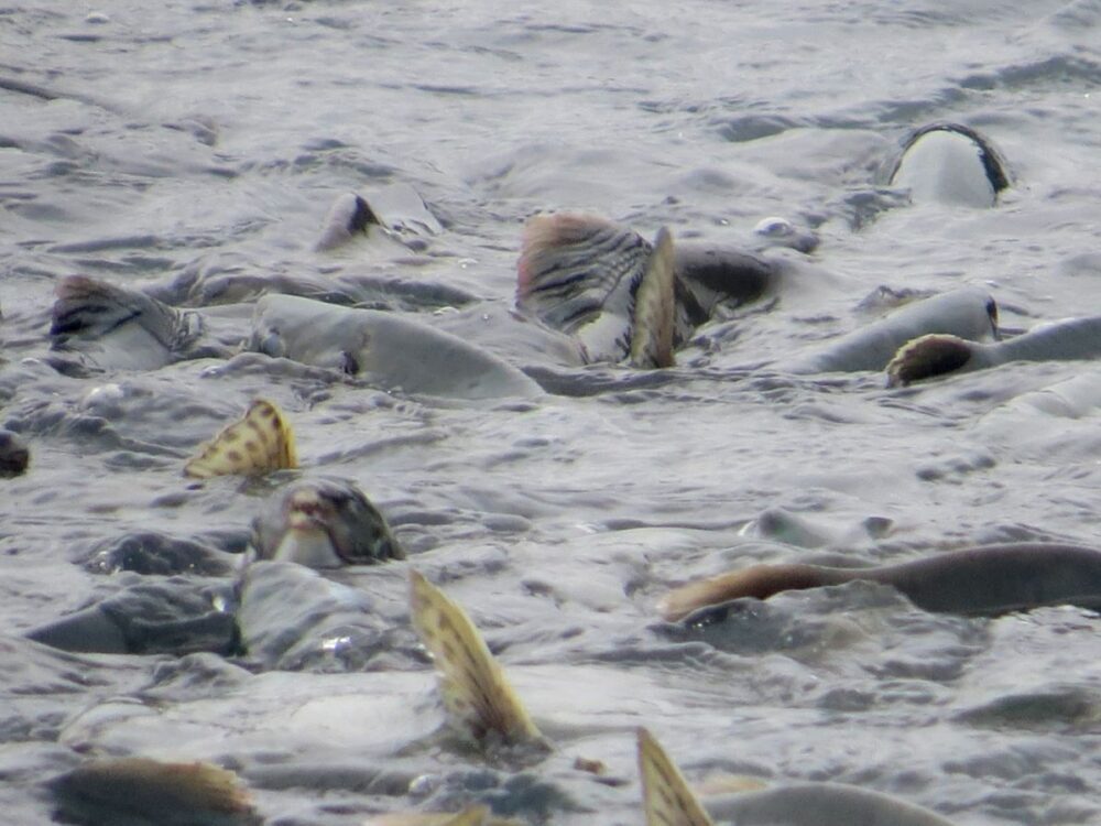 Dozens of salmon fins at surface of water during the salmon run 