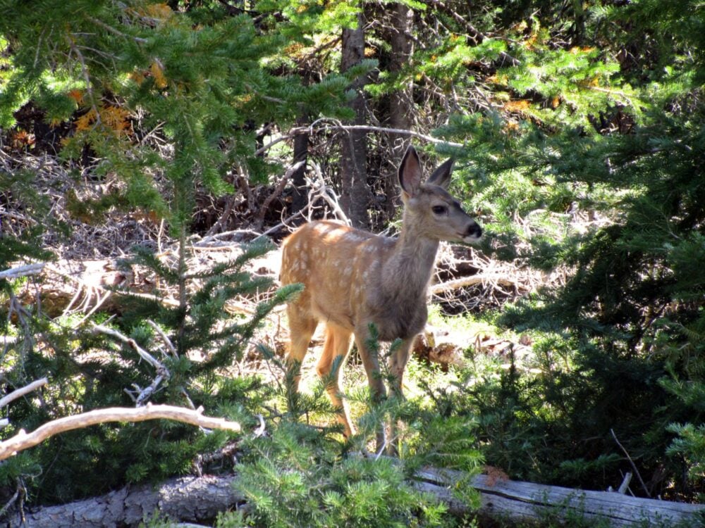 Deer at Cathedral Provincial Park