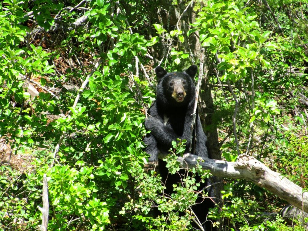 black bear in tree at apex ski resort, British columbia