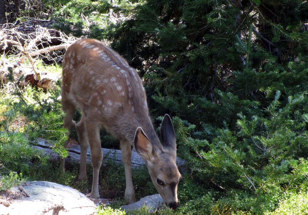 Deer fawn at Cathedral Provincial Park