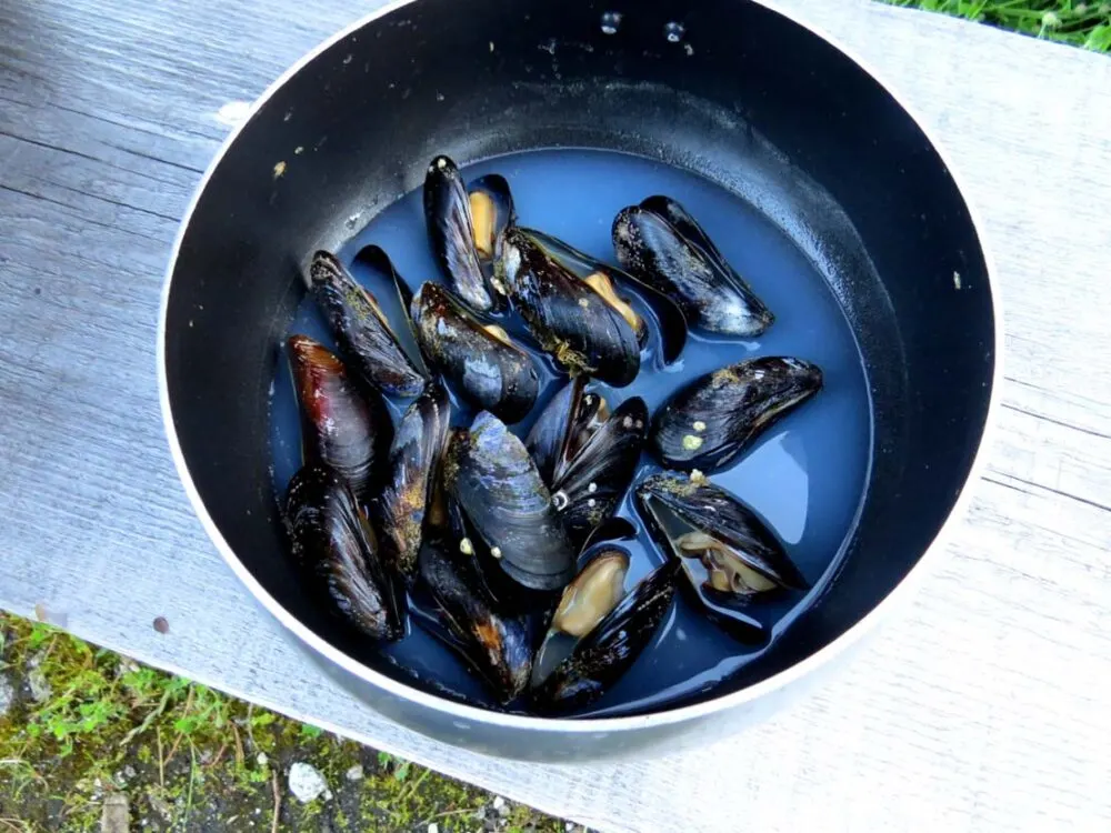 Mussels collected in pot in Desolation Sound