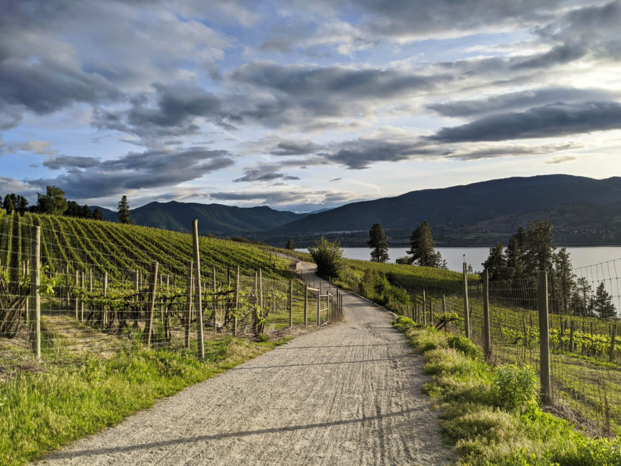 View of KVR Trail winding through vineyards near Penticton, with sunset light and Okanagan Lake in background