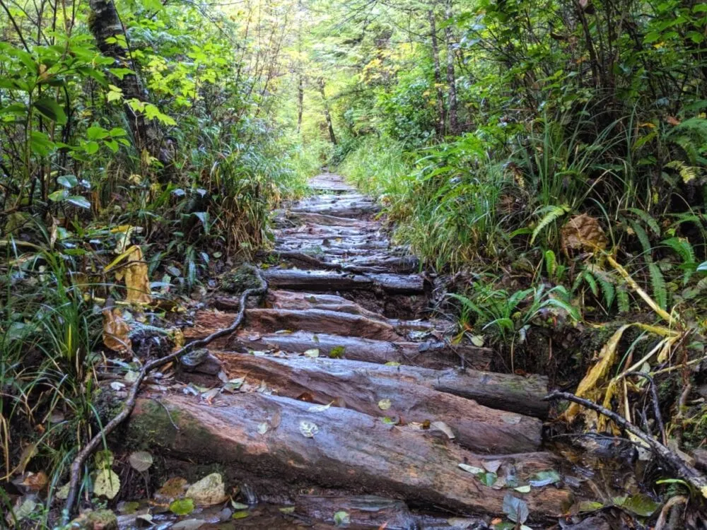 Hiking path made of rounded wooden planks on the Cape Scott Trail