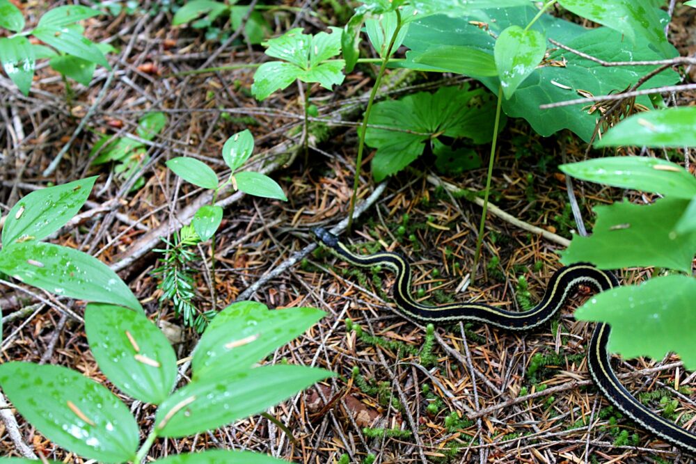 Black and yellow snake on ground, seen while hiking the Della Falls Trail