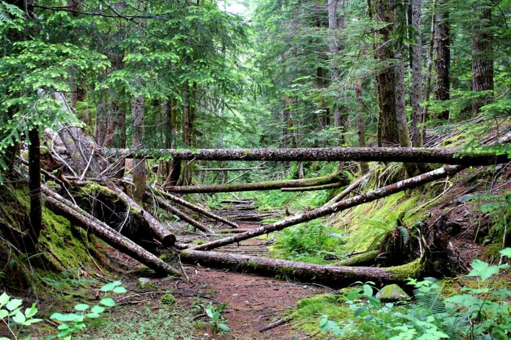 Uprooted trees in the forest of Strathcona Provincial Park, Vancouver Island