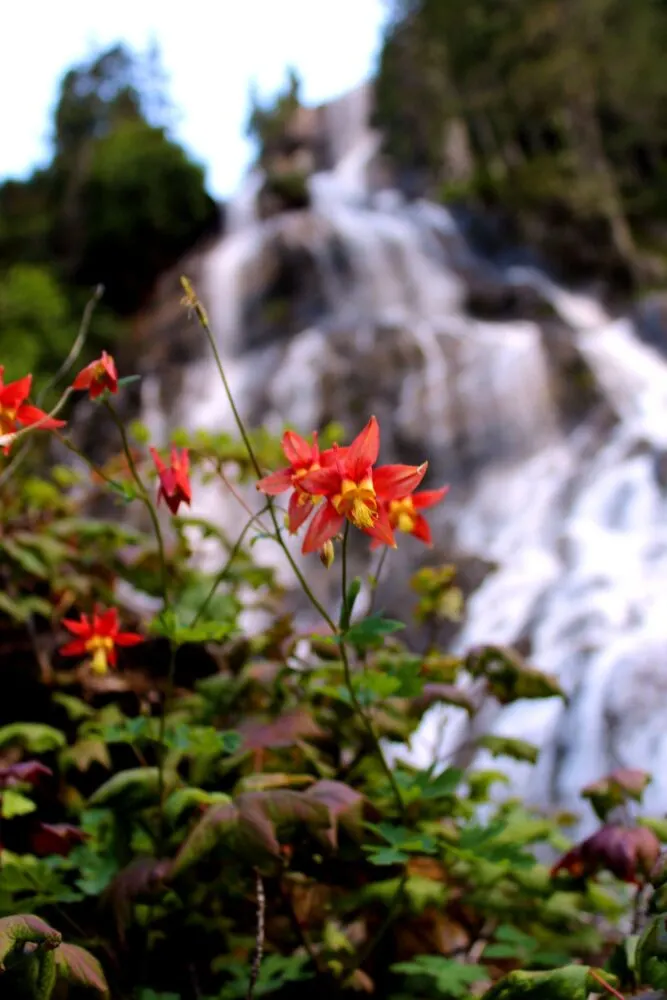 Wildflowers in front of Della Falls, cascading water behind
