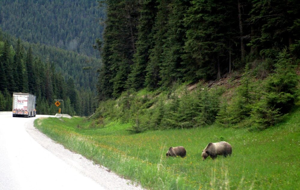 Two grizzly bears eating grass next to the highway in Kootenay National Park with truck visible on road ahead