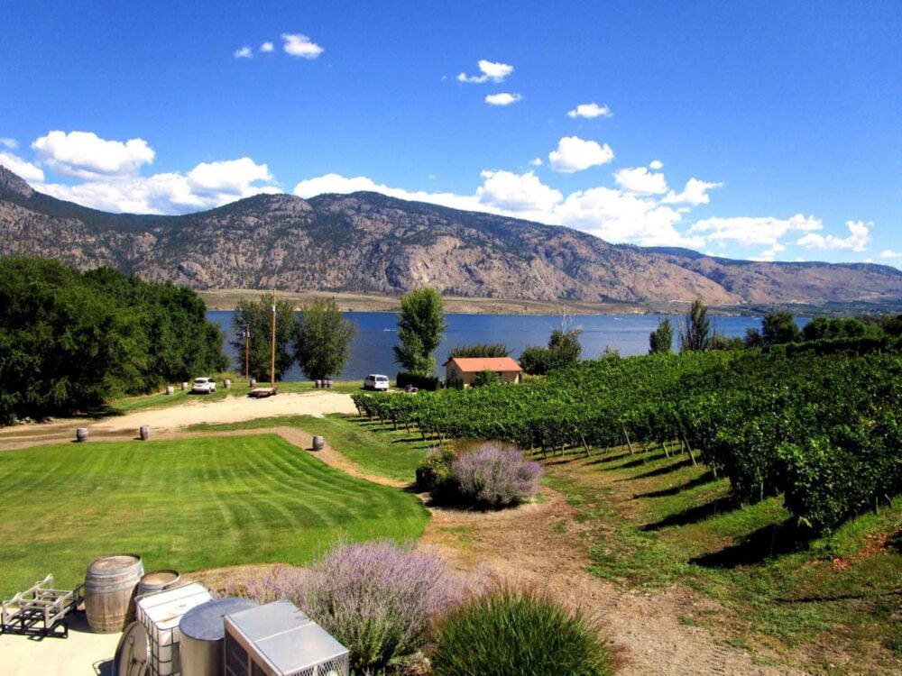 Vineyards sloping to Osoyoos Lake with sunburnt hills in background