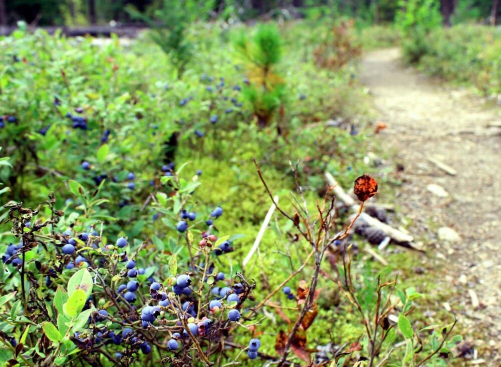 Hiking trail lined with blueberry trails on the way to Cariboo Falls