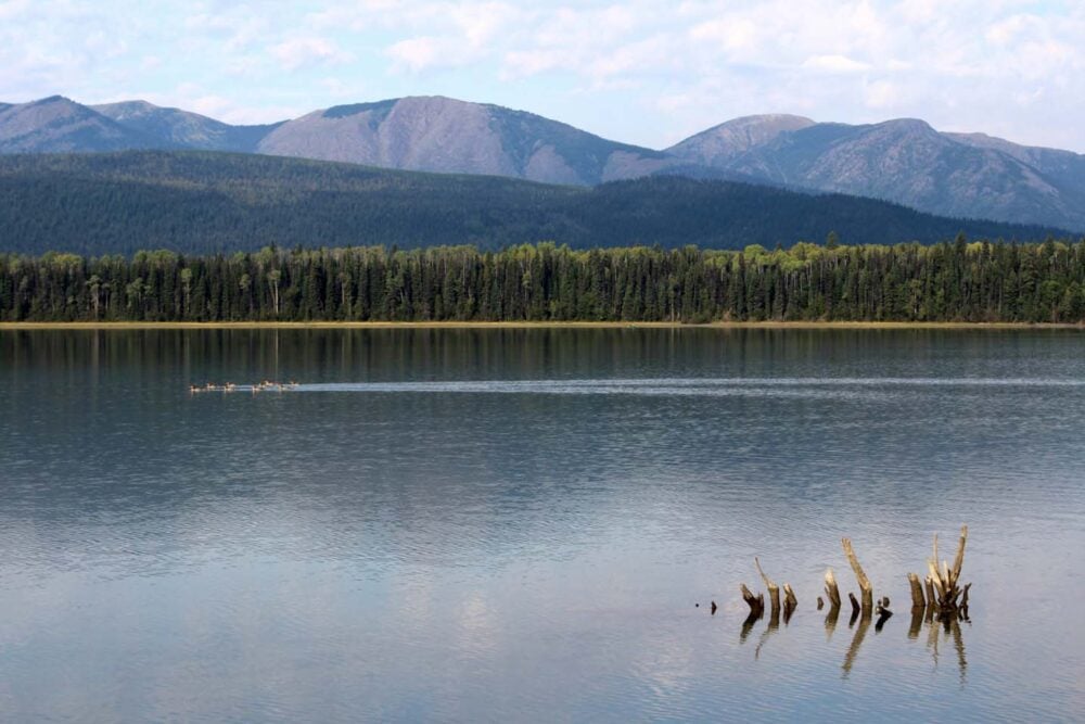 Calm lake on the Bowron Lakes Canoe Circuit with birds swimming past camera and rolling mountains beyond