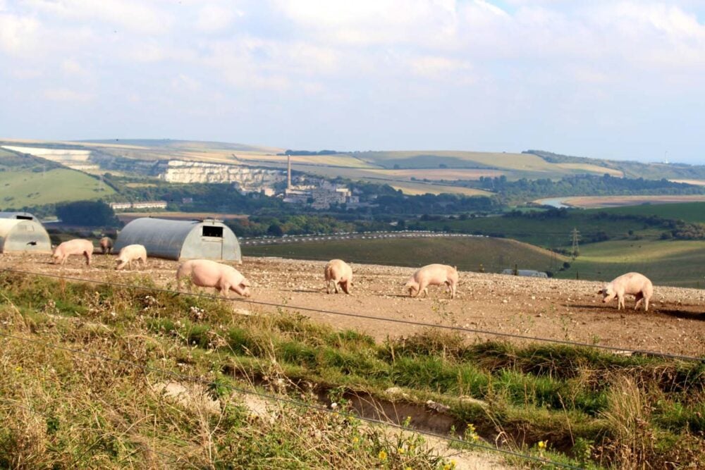 Walking the South Downs Way - Pig farm near Bramber