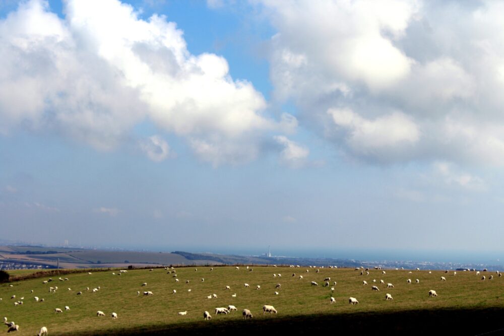 Walking the South Downs Way - Sheep fields