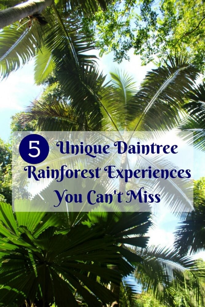 5 Unique Daintree Rainforest Experiences You Can't Miss - Rainforest walls, Wildlife, Beaches, Local Food and sleeping under the rainforest canopy