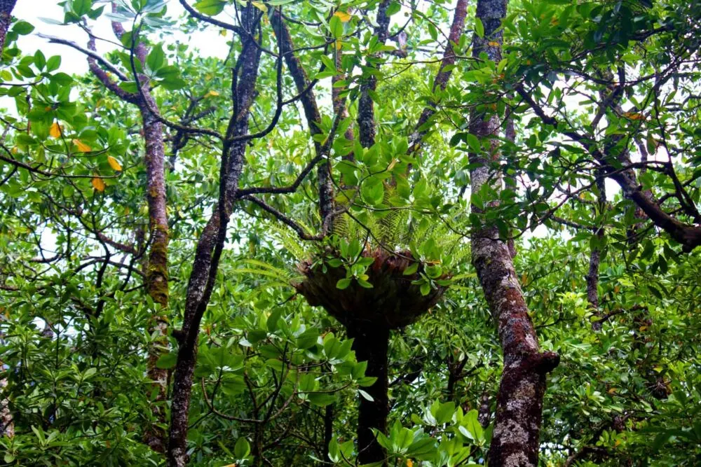 View of Far North Queensland's rainforest in wet season