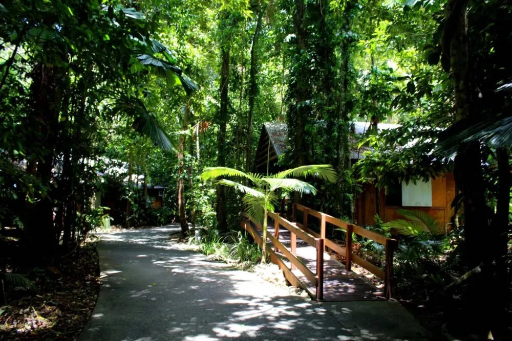 rainforest cabins cape trib beach house daintree