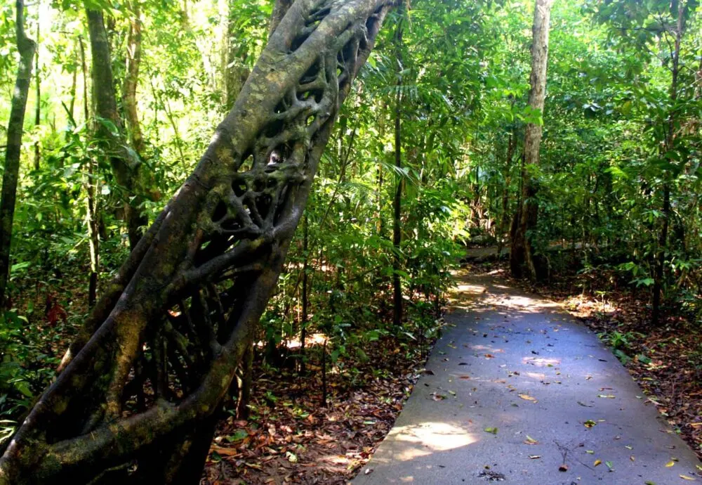 Paved pathway leading through green Daintree rainforest with very large braided tree on left