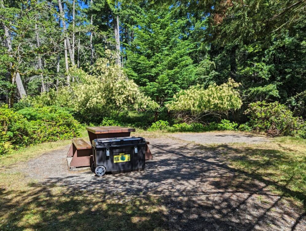 Wooden picnic table in cleared tent area, with black food locker in front. The campsite is surrounded by forest