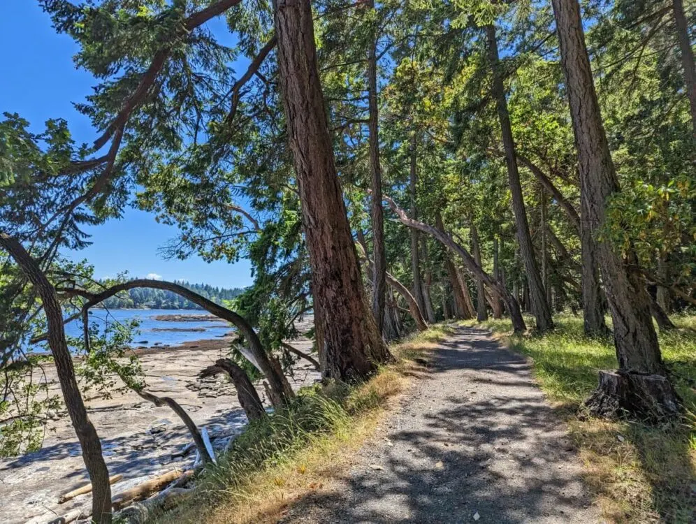 Flat gravel trail next to ocean on Newcastle Island with leaning trees on both side of path