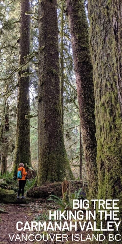 The Carmanah Walbran Valley is home to the biggest and best collection of huge trees on Vancouver Island, including Douglas Fir, Red Cedar and Sikta Spruce. It's a slow and bumpy ride out there, but a pristine rainforest awaits you. Click here to discover more about this magical place in British Columbia, Canada offtracktravel.ca