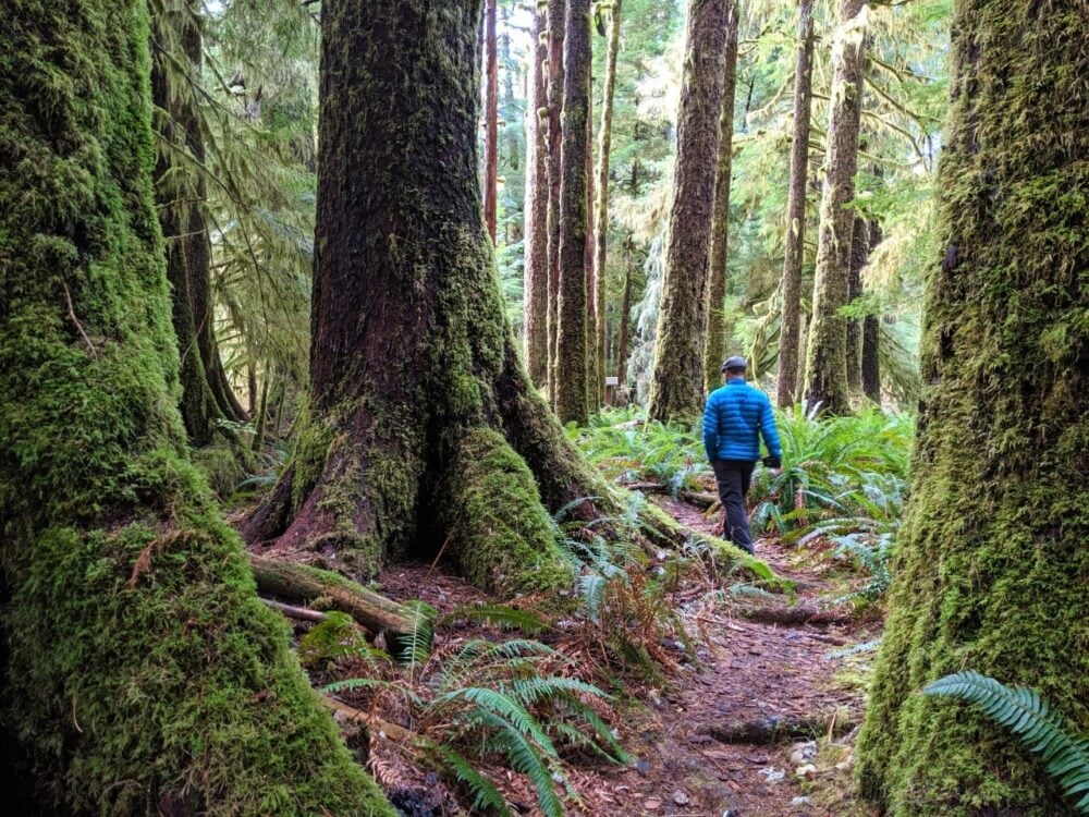Back view of hiker inbetween large mossy old growth trees in Carmanah Walbran Provincial Park
