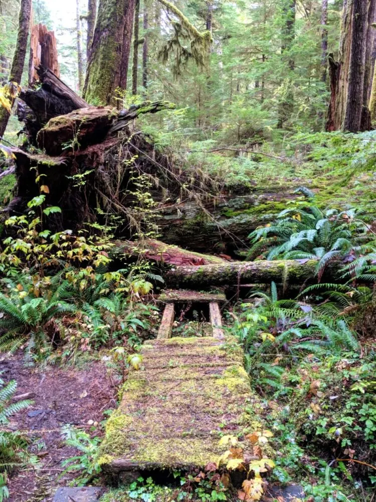 A huge fallen tree on a mossy boardwalk in Carmanah Walbran Provincial Park