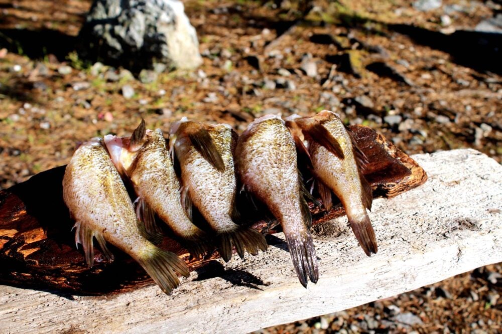 Line of rockfish on wooden plank