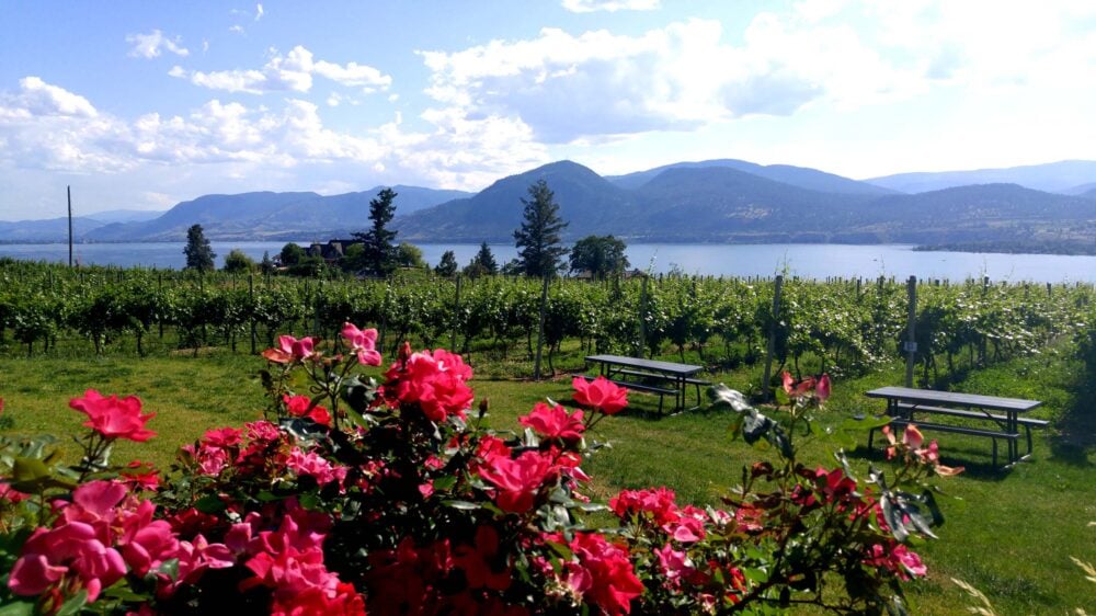 Roses in front of vineyards and lake at Nichol Vineyard on the Naramata Bench, one of the best Okanagan wineries