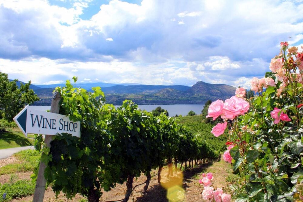 Vineyards with 'wine shop' sign and pink roses