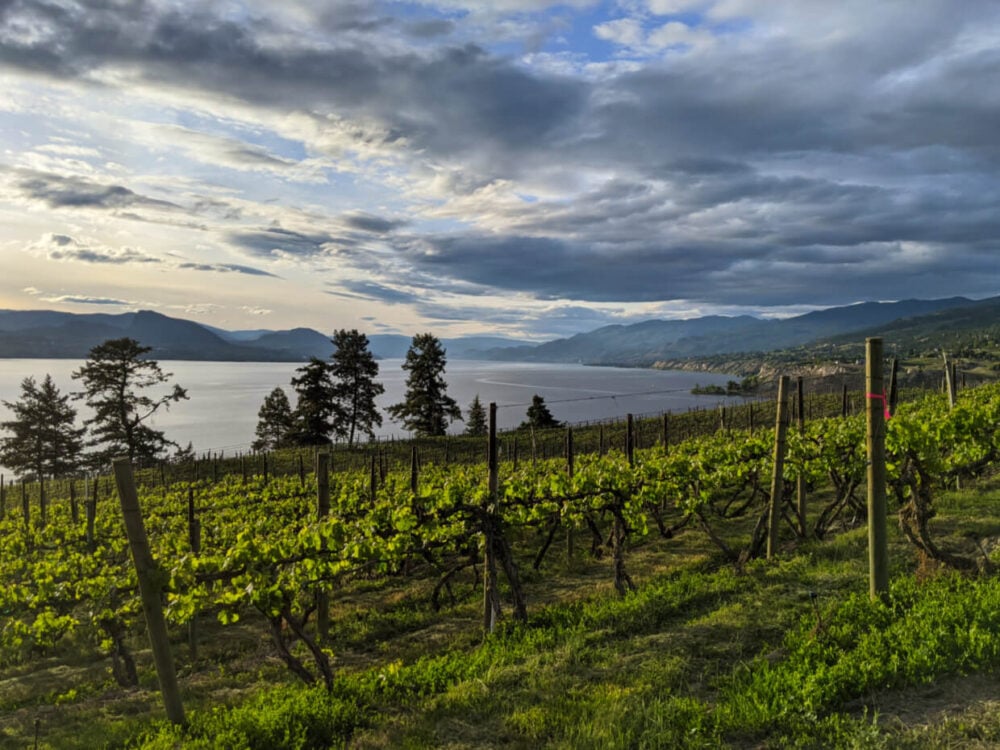 Sloped vineyards above Okanagan Lake on the Naramata Bench in Penticton