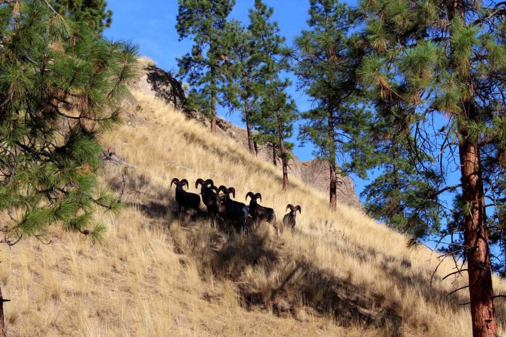 Bighorn sheep herd in the shadow of trees