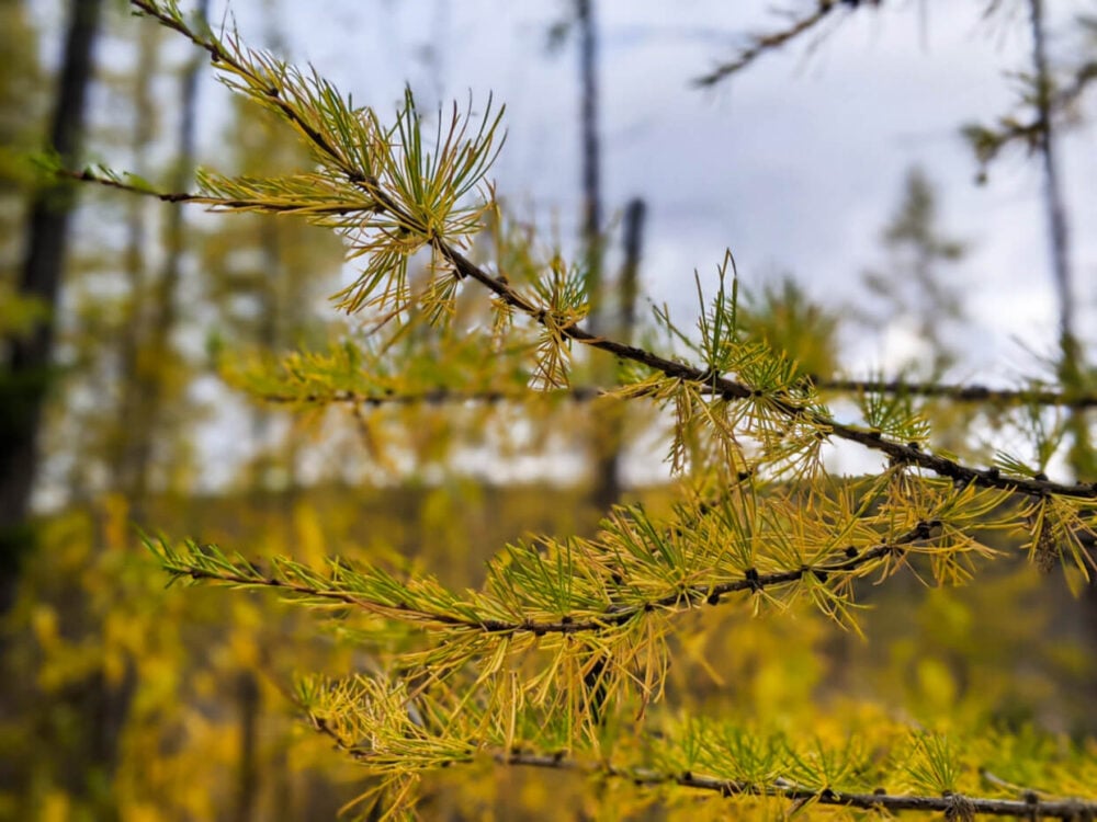 Close up of larch branch in Myra Canyon, turning from green to yellow