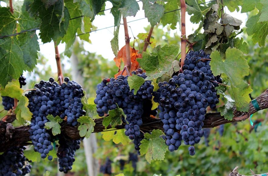 Grapes on vines at one of the many Okanagan wineries in BC, Canada