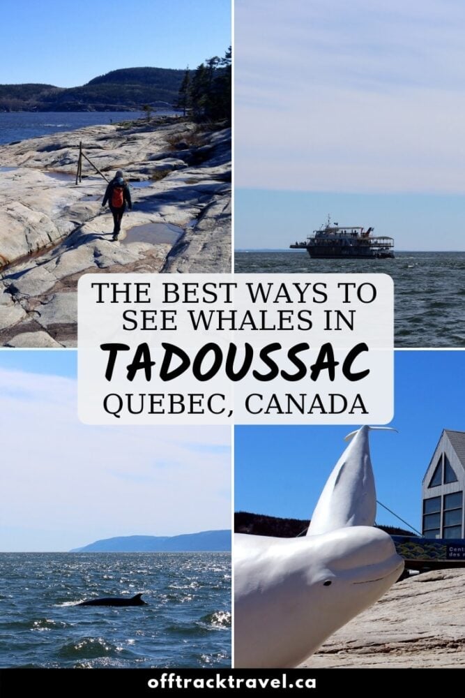 whale tours tadoussac