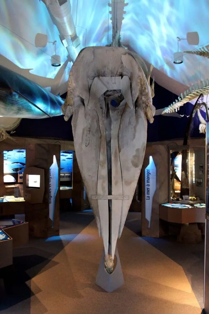 Whale skeleton inside the Marine Mammal Interpretation Centre in Tadoussac