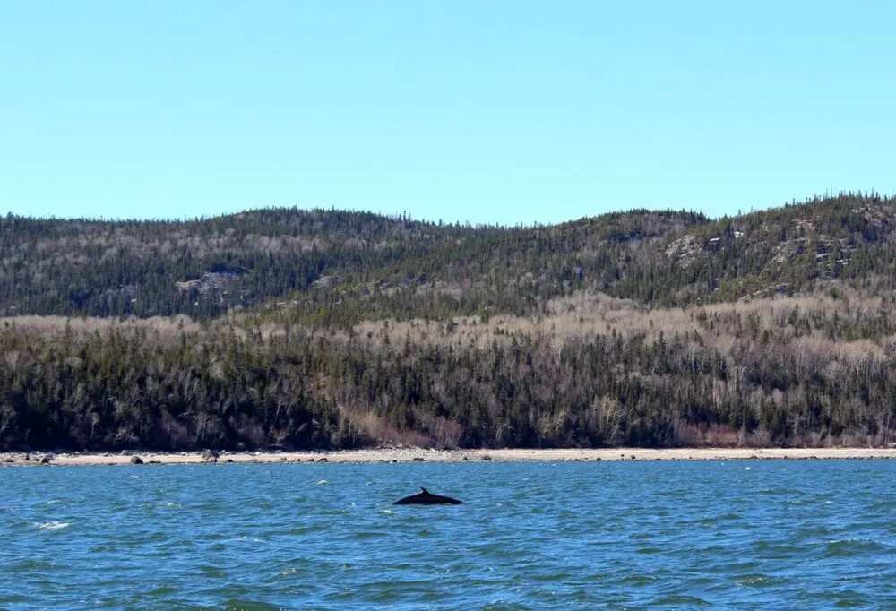 Boat view of ocean with rising fin of minke whale in front of forested background